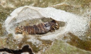 Chenille de plusie 1 Lambda Autographa gamma sur rose trémière (7).JPG