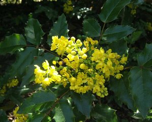 mahonia (p).jpg