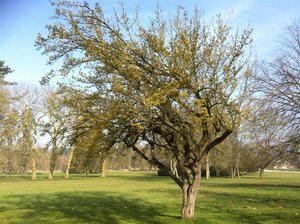 Cornus mas, 14-03-12 (Large).jpg