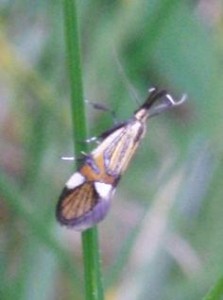 1252 Oecophoridae Oecophorinae Oecophorini Alabonia geoffrella Oecophore nervurée 2009.05.13 (3%).JPG