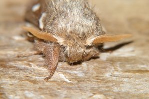 Bombyx laineux ou Laineuse du cerisier Eriogaster lanestris (3).JPG