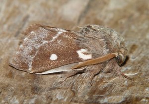 Bombyx laineux ou Laineuse du cerisier Eriogaster lanestris (2).JPG