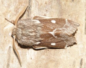 Bombyx laineux ou Laineuse du cerisier Eriogaster lanestris (1).JPG