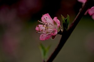 fleur de pêché-1706ppc.jpg