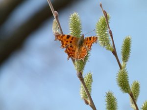 Robert-le-diable Polygonia c-album.JPG