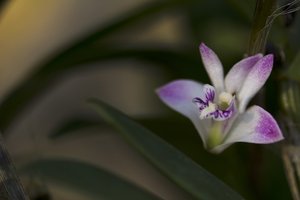 Dendrobium kingianumppc.jpg