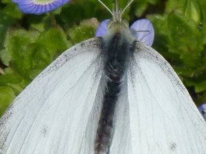 Piéride du navet Pieris napi.JPG