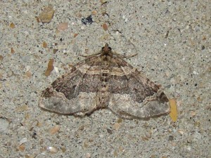 Xanthorhoe ferrugata.JPG