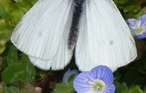 Piéride du navet Pieris napi.JPG