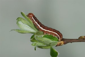 Agrochola helvola chenille L5 29032012 (8).jpg