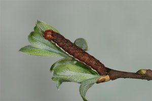 Agrochola helvola chenille L5 29032012 (9).jpg