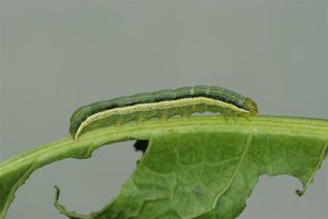 Orthosia gothica chenille L5 29032012.jpg