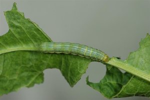 Orthosia gothica chenille L5 29032012 (4).jpg