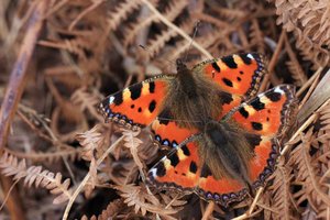 (0 - NYM-NYM-NYM) Aglais urticae  (5).jpg