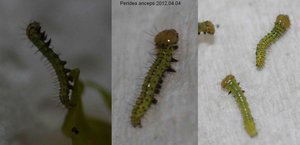 Peridea anceps 2012.04.04 (ass1).jpg