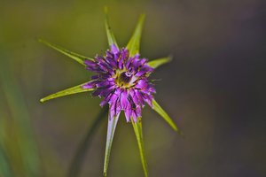 fleur de salsifis austral ppc.jpg