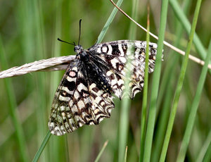 Zerinthia rumina-2916.jpg