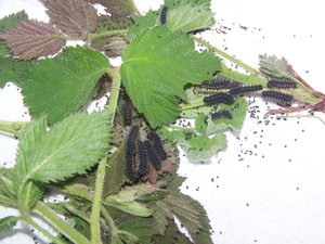 100_3188.JPG
