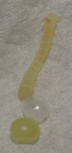 Acherontia Atropos oeufs Sphinx tête de mort naissance du 1er  2012.04.19 23h 40 (1p).jpg
