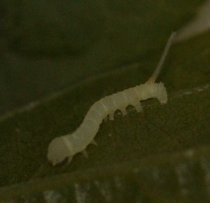 Acherontia Atropos oeufs Sphinx tête de mort naissance du 1er  2012.04.20 0h12 (2p).jpg