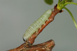 Orthosia populeti L4 21042012.jpg