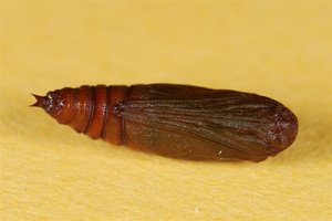 Chesias legatella chrysalide 22042012 (2).jpg