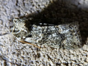 P1050016.JPG