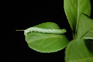 Acherontia atropos L2 24042012 (2).jpg