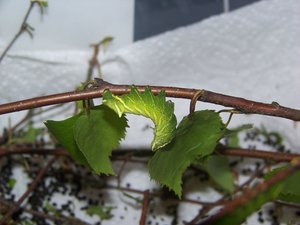 100_3217.JPG