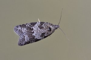 Cnephasia incertana (2.jpg