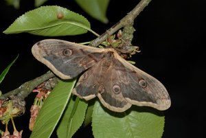 Saturnia pyri 26042012.jpg