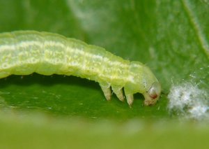 Phalène brumeuse Operophtera brumata (4).JPG