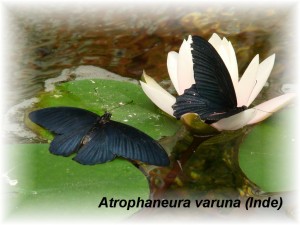 Atrophaneura varuna (Inde).JPG