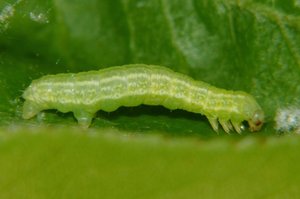 Phalène brumeuse Operophtera brumata (2).JPG