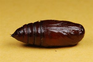 Orthosia gothica chrysalide 28042012 (7).jpg