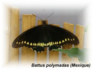 Battus polymadas (Mexique).JPG