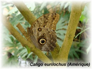 Caligo eurilochus (Amérique).JPG