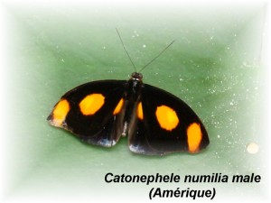 Catonephele numilia male(Amérique).JPG