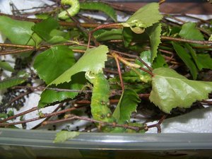 100_3240.JPG