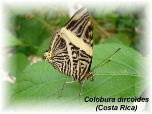 Colobura dircoïdes (Costa Rica).JPG