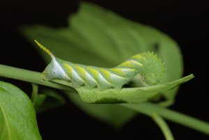 Acherontia atropos L3 30042012 (2).jpg