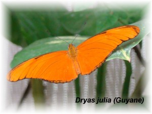 Dryas julia (Guyane).JPG