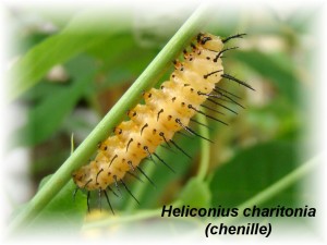 Heliconius charitonia (chenille).JPG