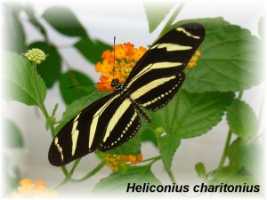 Heliconius charitonius.JPG