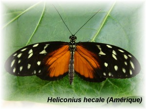 Heliconius hecale (Amérique).JPG