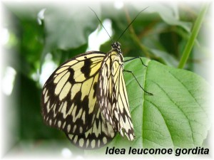 Idea leuconoe gordita.JPG