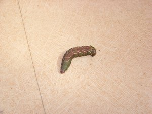 100_3278.JPG