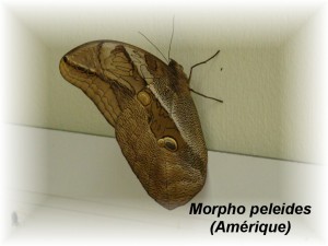 Morpho peleides (Amérique).JPG