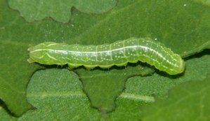 Amphipyra sp.JPG