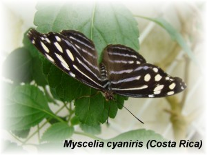 Myscelia cyaniris (Costa Rica).JPG